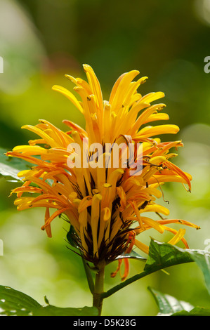 Justicia Aurea, gelber Jacobinia Stockfoto