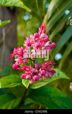 Antigonon Leptopus, Coral Rebe Stockfoto