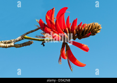 Erythrina Lysistemon, Scarlet Korallenbaum Stockfoto