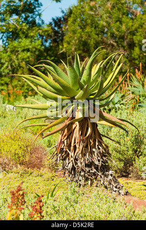 Aloe Ferox, Bitter Aloe Stockfoto