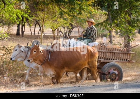 Landwirt Reiten auf Wagen, gezogen von zwei Ochsen, Kyaukpadaung, in der Nähe von Bagan, Myanmar (Burma) Stockfoto