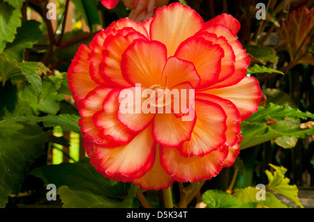 Begonia X tuberhybrida, Begonia Bali Hi Stockfoto