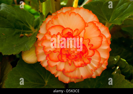 Begonia X tuberhybrida, Begonie Orange Crush Stockfoto