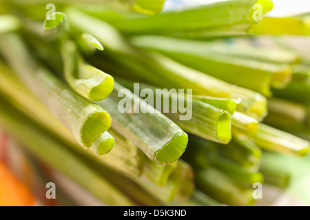 Die Trauben der Frühlingszwiebeln, manchmal auch als lange oder grüne Zwiebeln Stockfoto