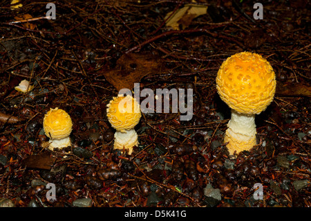 Amanita Flavoconia, gelbe Staub Amanita Stockfoto