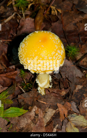 Amanita Flavoconia, gelbe Staub Amanita Stockfoto