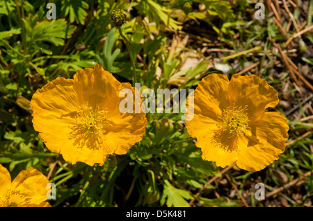 Papaver Nudicaule, isländischer Mohn Stockfoto