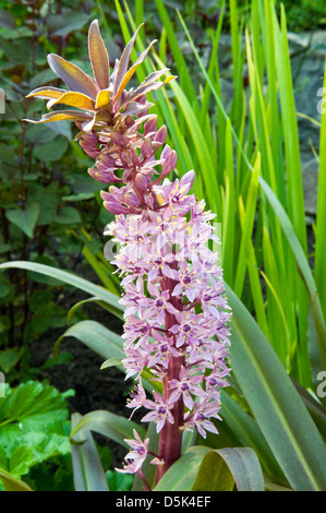 Eucomis Comosa, Ananas Lily - Sparkling Burgundy Stockfoto