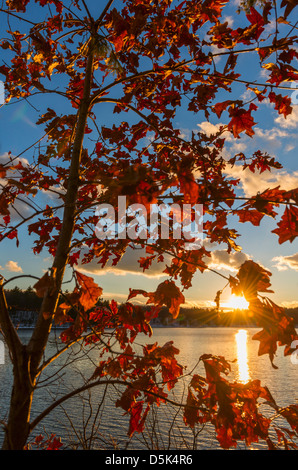 Walden Pond, Autumn Leaves, Concord, Massachusetts, USA Stockfoto