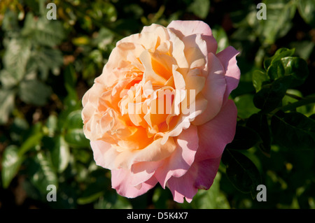 Rosa Chicago Frieden Stockfoto