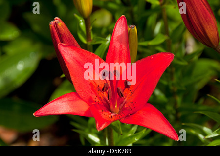 Lilium asiatische sp, rote asiatische Lilie Stockfoto