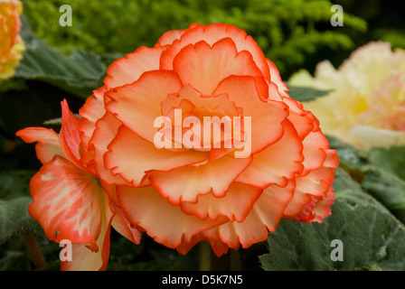 Begonia X tuberhybrida, Picotee On Top Stockfoto