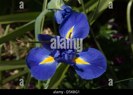 Iris Hollandica, holländische Iris Stockfoto