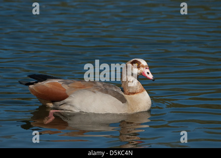 Erwachsenen Nilgans Schwimmen am See Stockfoto