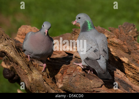 Paar von Erwachsenen europäischen Hohltauben im Frühjahr Stockfoto