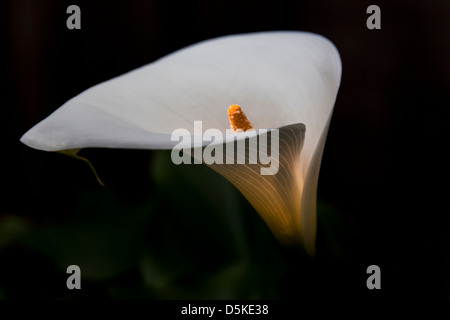 Ein Symbol des Frühlings, Vorbote des warmen, sonnigen Tagen kommen wird, leuchtet eine Calla Lilie an einem März Nachmittag, seine orange Stempel guckt heraus. Stockfoto