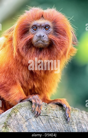 Golden Lion Tamarin gehockt Log hautnah Stockfoto