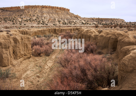 Eine Schlucht mit rötlichen Büsche in Ojito Wildnis Stockfoto