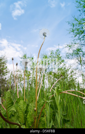 alten Löwenzahn in grüne Wiese und blauer Himmel Stockfoto