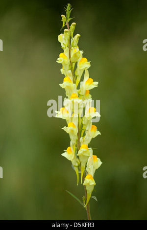 einzelne Blume Linaria Vulgaris auf grünem Hintergrund Stockfoto