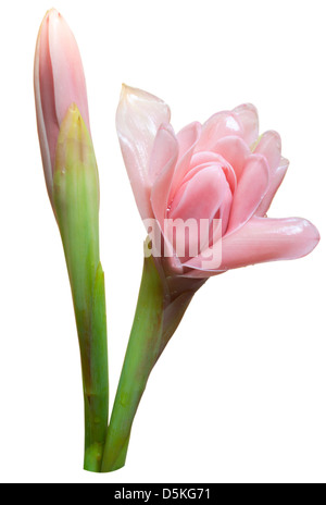 Tropische Blume rote Fackel Ingwer (Etlingera Elatior oder Zingiberaceae), isoliert auf weißem Hintergrund Stockfoto