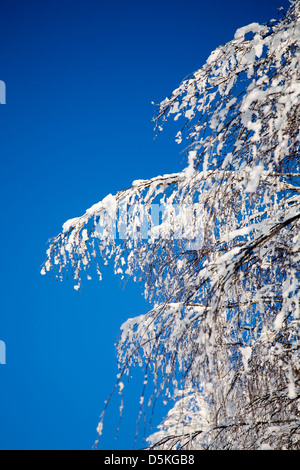 Kalter Winter mit viel Schnee und blauer Himmel Stockfoto