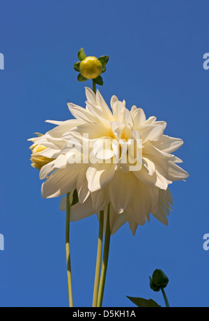 White Daisy Blumen blühen unter natürlichen Himmel. Stockfoto