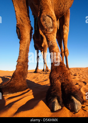 Kamel-Karawane durch die Sanddünen in der Sahara Wüste, Marokko. Stockfoto