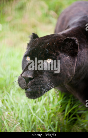 Schwarzer Jaguar Panthera Onca schlich durch lange in Gefangenschaft Stockfoto