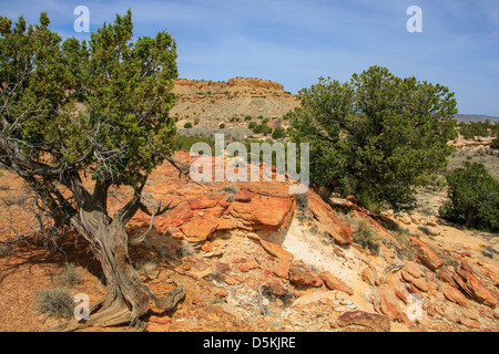 Wacholder auf bunten Sandstein-Formationen in Ojito Wildnis Stockfoto