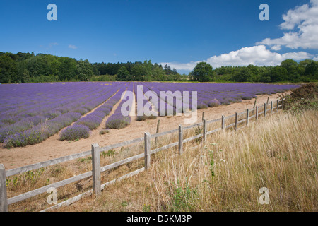 VEREINIGTES KÖNIGREICH; ENGLAND; NORFOLK; LAVENDEL; LILA; PFLANZE; FELD; ROSA Stockfoto