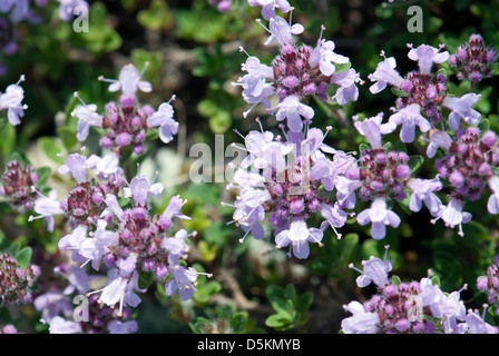 Hintergrund der kleinen lila Blüten. Stockfoto