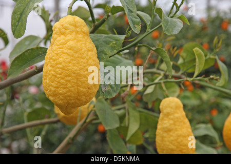 große saftige und faltig Zitrone im Sommer an der Pflanze hängen Stockfoto