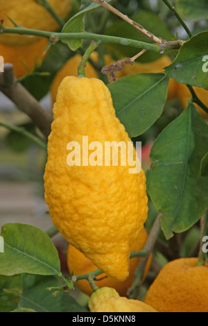 gelbe große saftige und faltig Zitrone im Sommer an der Pflanze hängen Stockfoto