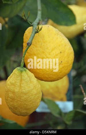 große saftige und faltig Zitrone im Sommer an der Pflanze hängen Stockfoto
