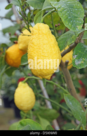 gelbe große saftige und faltig Zitrone Stockfoto