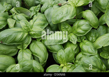 grüne Basilikumblätter italienische bereit, probieren Sie die leckere Küche Rezepte Stockfoto