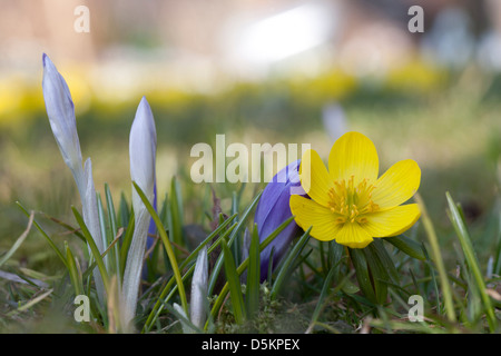 Winter-Aconitum und Krokus, Eranthis Hyemalis, früh blühende Pflanzen, Feldberg, Feldberger Seenlandschaft, Stockfoto