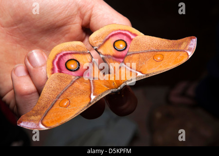 Madagaskar, Nosy Be, Tierwelt, Suraka silk Motte Antherina Suraka Saturniidae Familie auf Seite Stockfoto