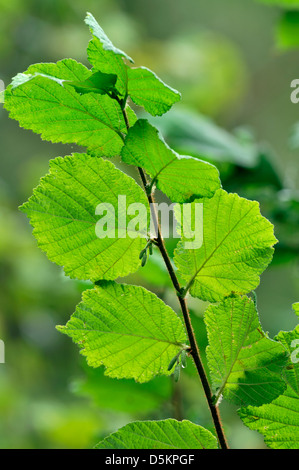 Hazel Corylus Avellana Betulaceae Stockfoto