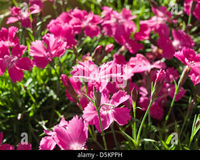 türkische Nelke rosa Stockfoto