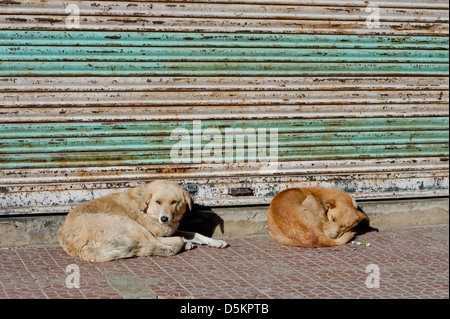 Niedlich, Obdachlos, Street Dogs in der Bergstadt Leh, Jammu und Kaschmir. Indien. Stockfoto