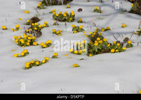 Winter Aconites, Eranthis Hyemalis, früh blühende Pflanzen, Feldberg, Feldberger Seenlandschaft, Mecklenburgische Seenplatte Stockfoto