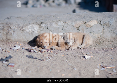 Niedlich, Obdachlose, Welpen in die Berg Leh, Ladakh, Jammu und Kaschmir. Indien. Stockfoto