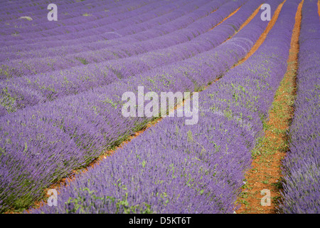 VEREINIGTES KÖNIGREICH; ENGLAND; NORFOLK; LAVENDEL; LILA; PFLANZE; FELD; ROSA Stockfoto