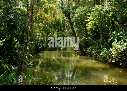 Dschungel-Stream in Costa Rica, Cahuita. Zentral-Amerika. Stockfoto