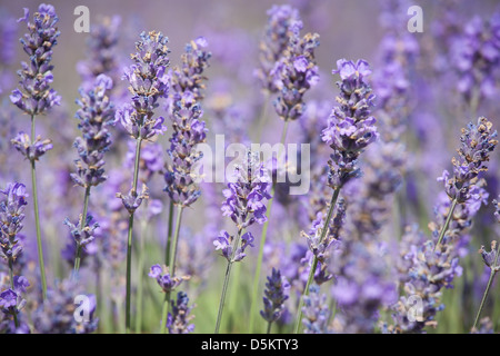 VEREINIGTES KÖNIGREICH; ENGLAND; NORFOLK; LAVENDEL; LILA; PFLANZE; FELD; ROSA Stockfoto