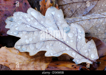 Pedunculate oder englischer Eiche Quercus Robur Fagaceae Stockfoto