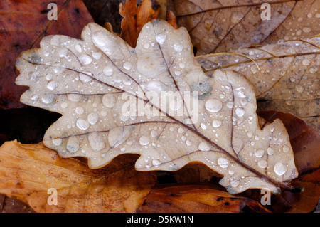 Pedunculate oder englischer Eiche Quercus Robur Fagaceae Stockfoto