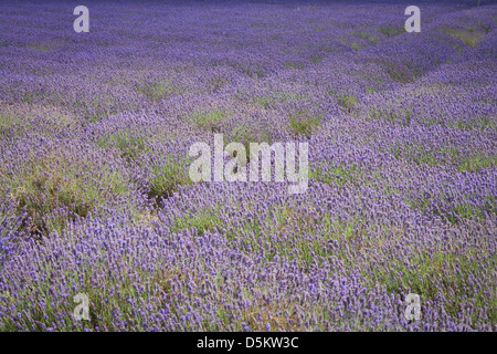 VEREINIGTES KÖNIGREICH; ENGLAND; NORFOLK; LAVENDEL; LILA; PFLANZE; FELD; ROSA Stockfoto